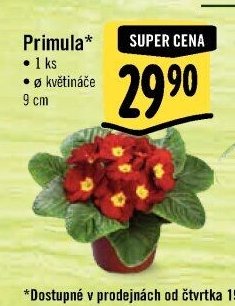Primula*