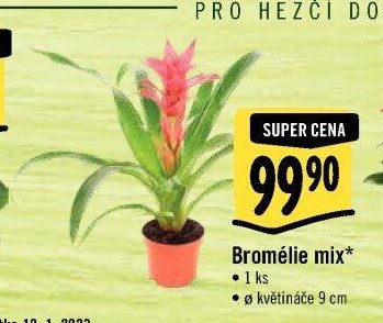 Bromélie mix*