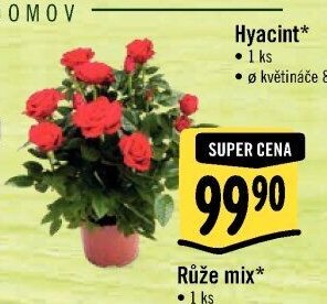 Růže mix*