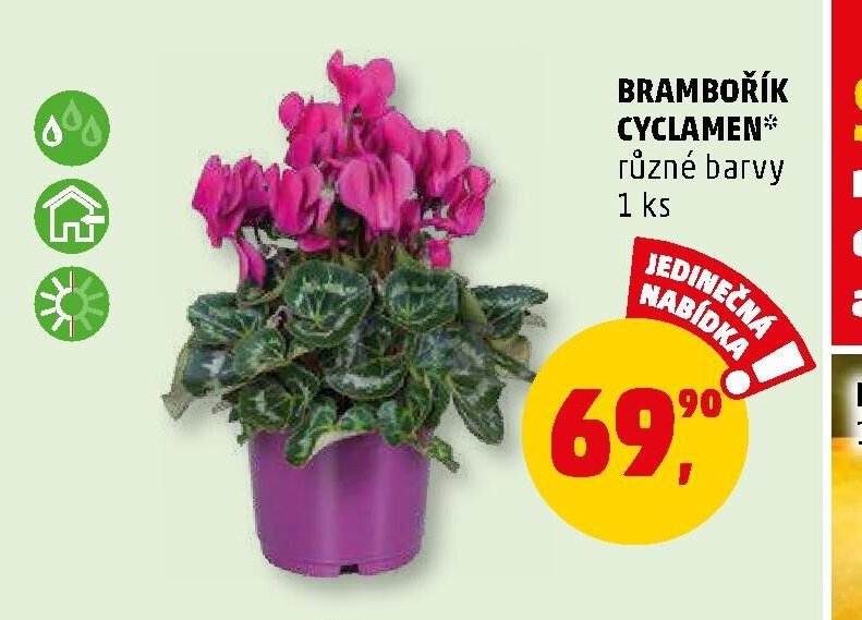 BRAMBOŘÍK CYCLAMEN