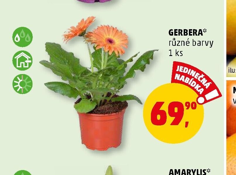 GERBERA