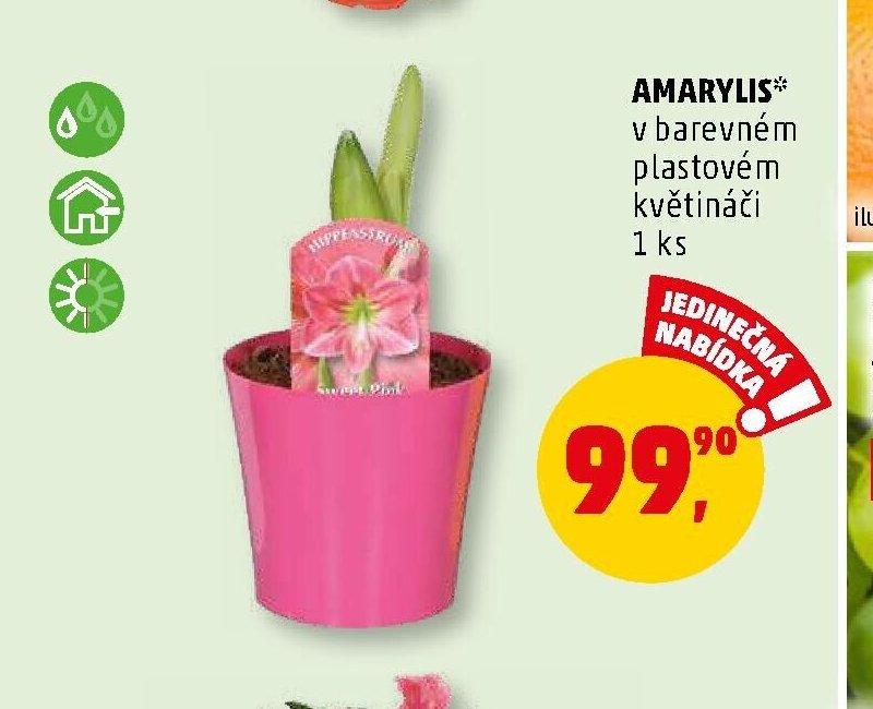 AMARYLIS