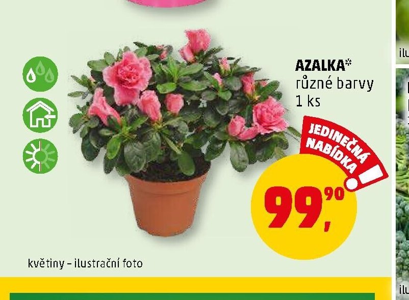 AZALKA