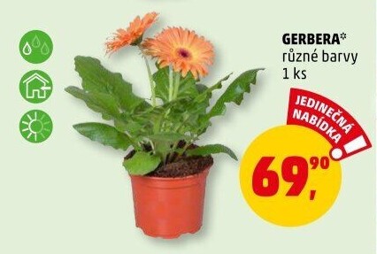 Gerbera