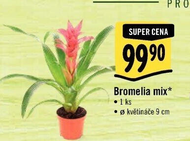 Bromelia
