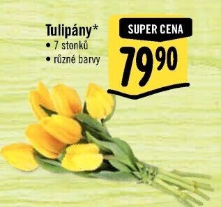 Řezané tulipány