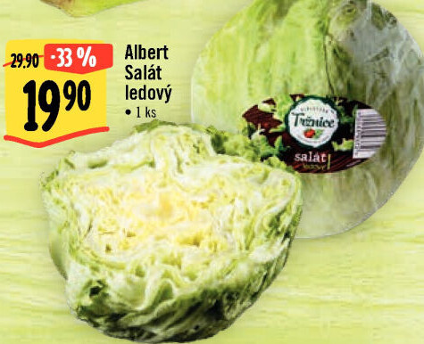 Salát ledový Albert