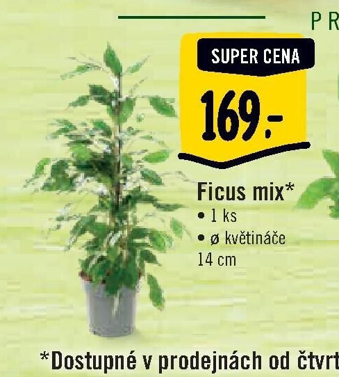Ficus mix*