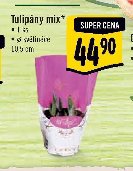 Tulipány mix*