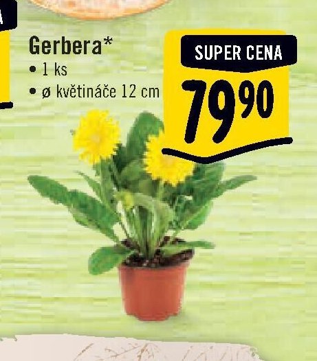 Gerbera*