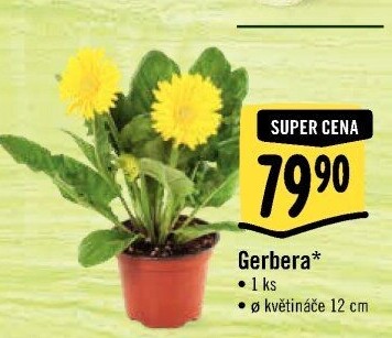 Gerbera