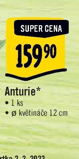 Anturie