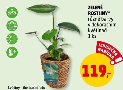 Mix zelených rostlin