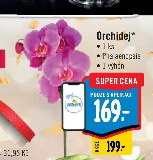 Orchidej