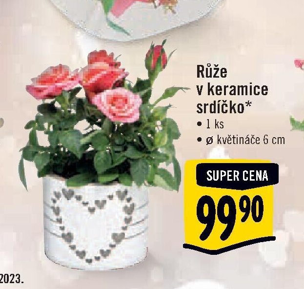 Růže v keramice srdíčko