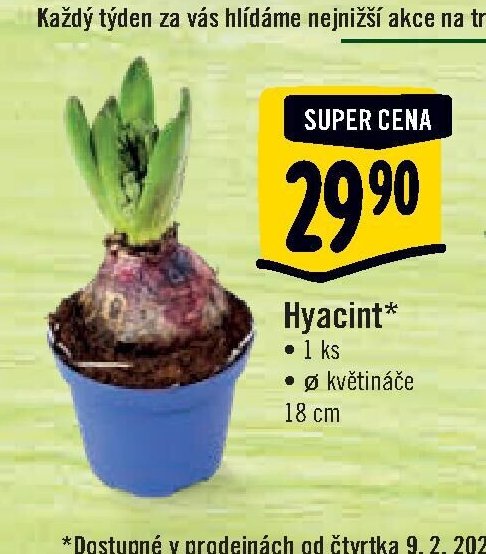 Hyacint*