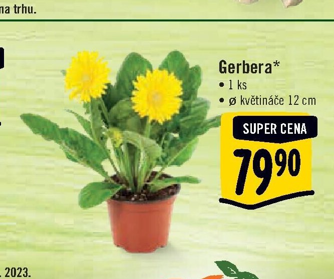 Gerbera*