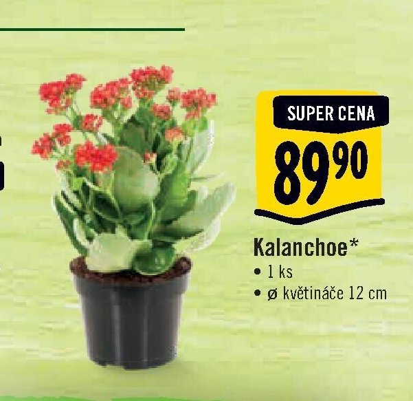 Kalanchoe*