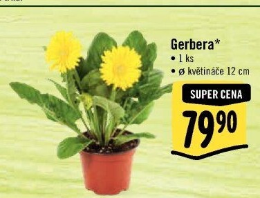 Gerbera