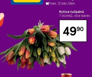 Kytice tulipánů
