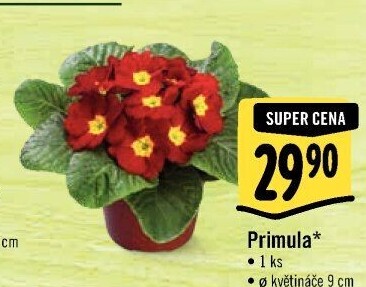 Primule - Petrklíč - Prvosenka