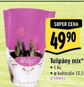 Tulipány
