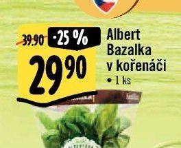 Albert Bazalka v kořenáči