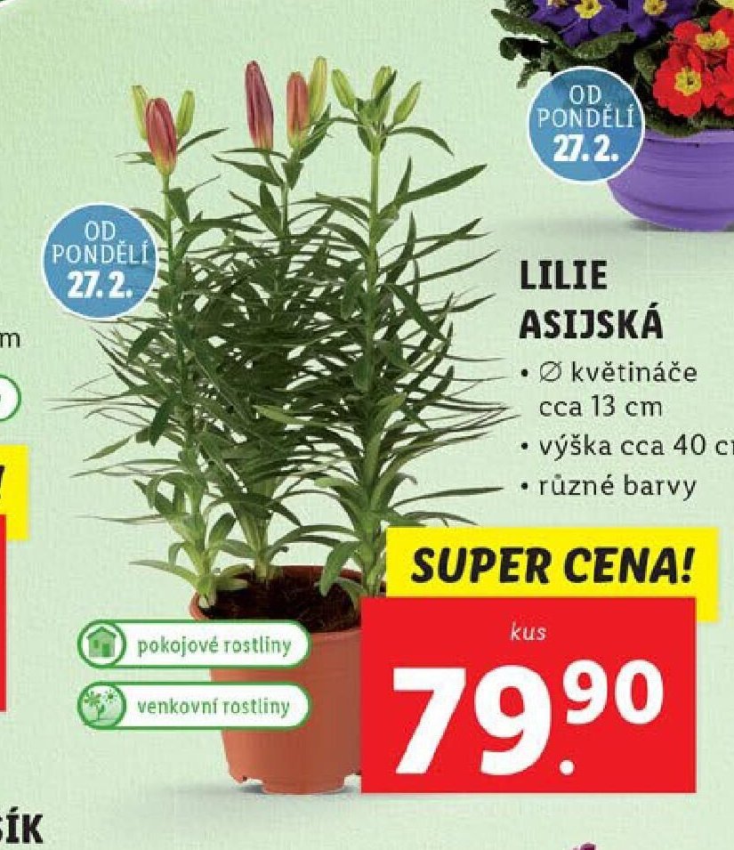 LILIE ASIJSKÁ