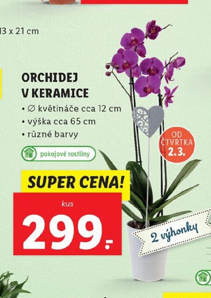 ORCHIDEJ V KERAMICE