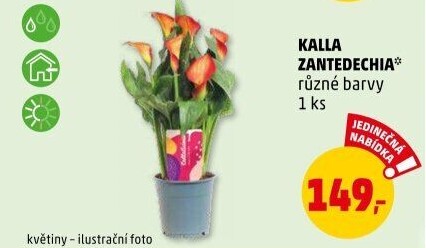 Kala - Calla