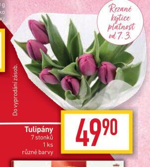 Tulipány