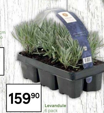 Levandule