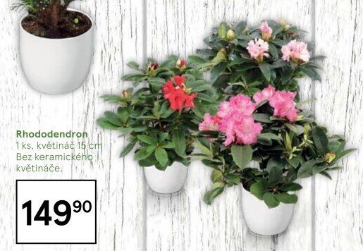 Rododendron - Pěnišník - Azalea