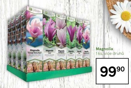 Sazenice Magnólie