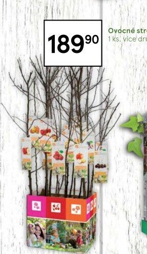 Sazenice ovocných stromků