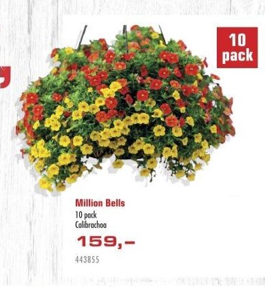 Million Bells 10 pack Calibrachoa