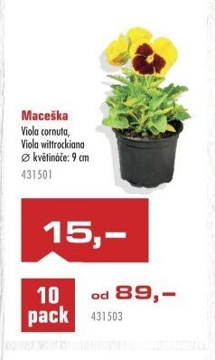 Maceška Viola cornuta, Viola wittrockiana