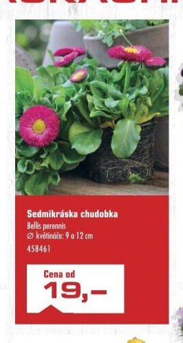 Sedmikráska chudobka Bellis perennis