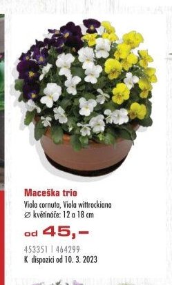 Maceška trio Viola cornuta, Viola wittrockiana