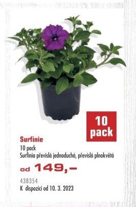 Surfinie 10 pack Surfinia převislá jednoduchá, převislá plnokvětá