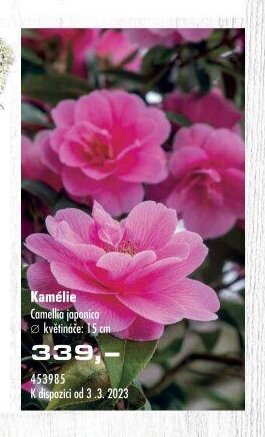 Kamélie Camellia japonica