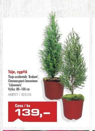 Túje, cypřiš