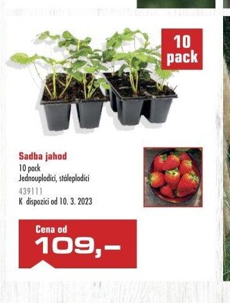 Sadba jahod