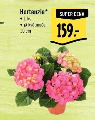 Hortenzie - Hydrangea