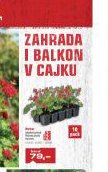 Zahrada i balkon v cajku - UNI HOBBY akcniletaky.com