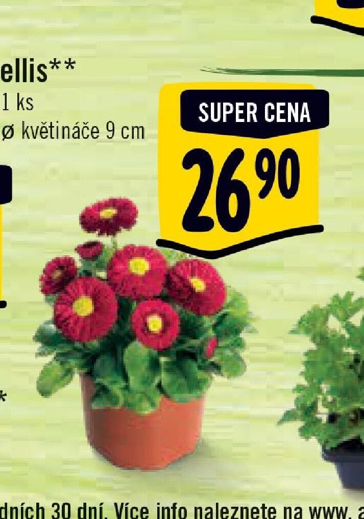 Bellis