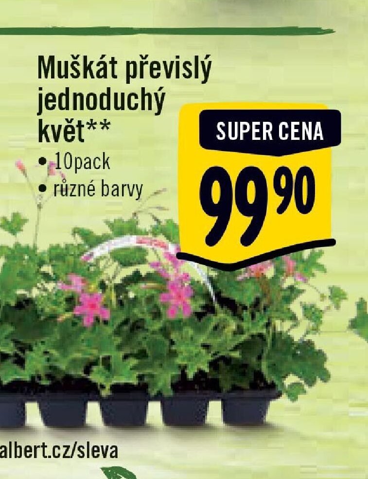 Muškát převislý jednoduchý květ