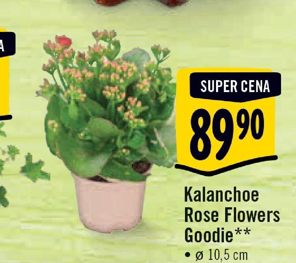 Kalanchoe Rose Flowers Goodie
