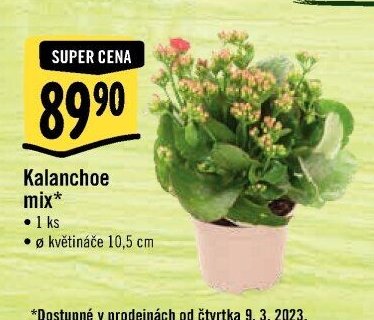 Kalanchoe mix