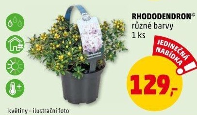 Rododendron - Pěnišník - Azalea